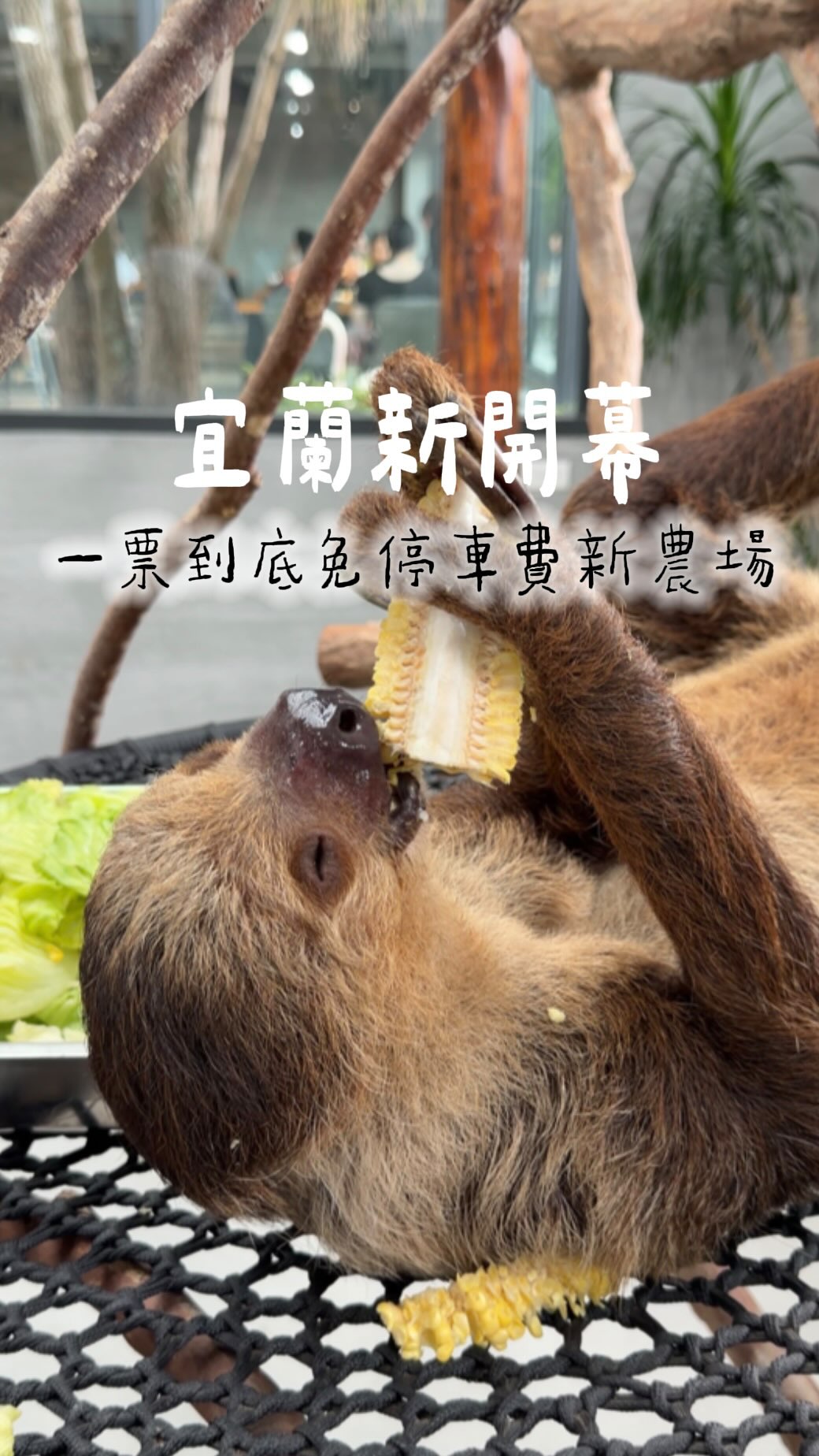 Helen ♡.˚｜台北探店, 宜蘭狐狸村(九九峰動物樂園)