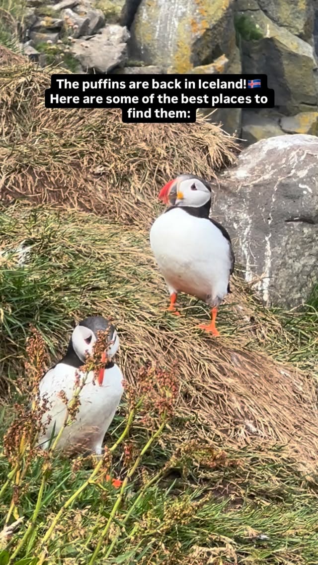 Nicole Zohdi • Iceland Travel & Lifestyle, Grímsey