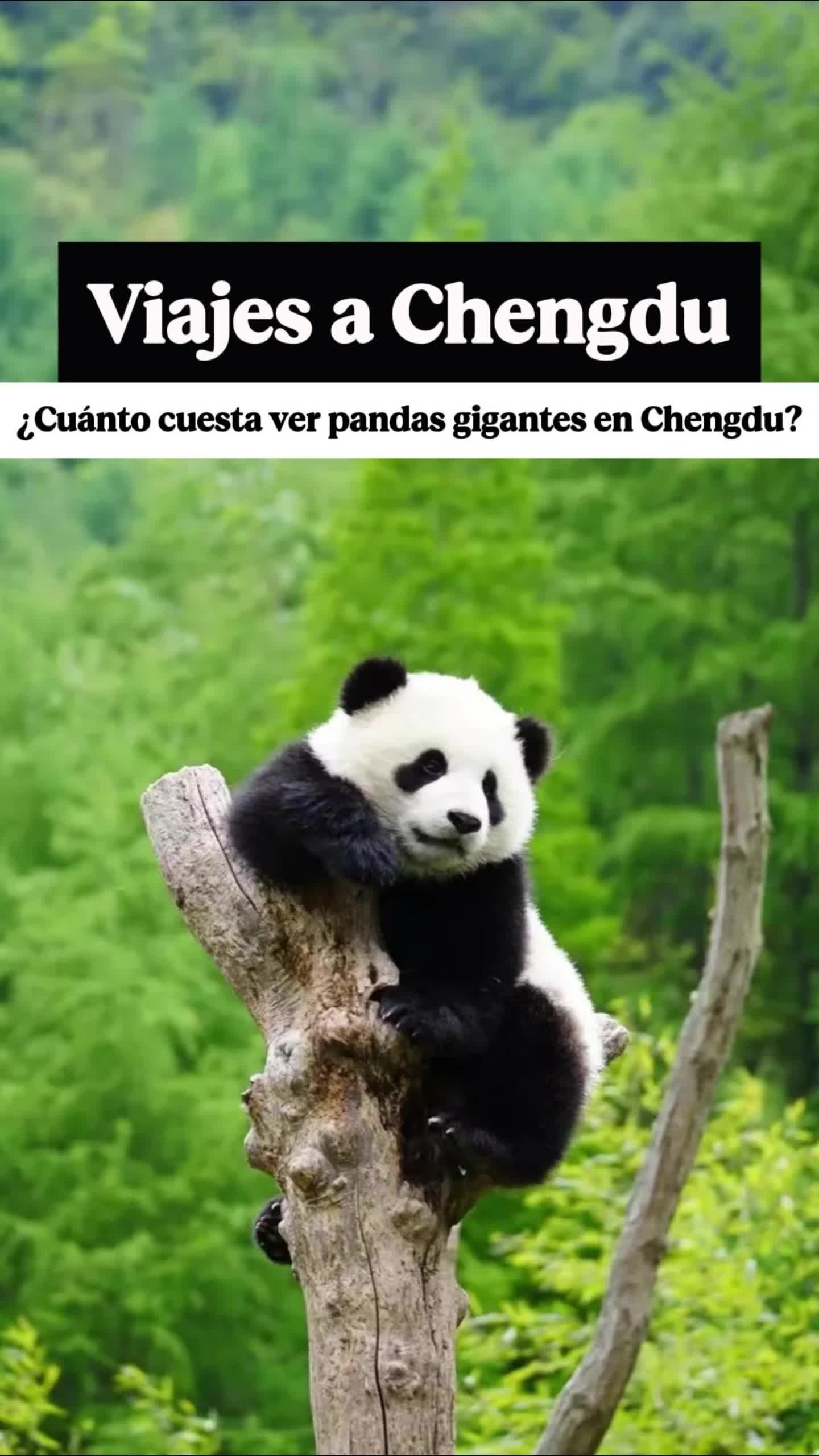 Sunda Tours, Chengdu Research Base of Giant Panda Breeding