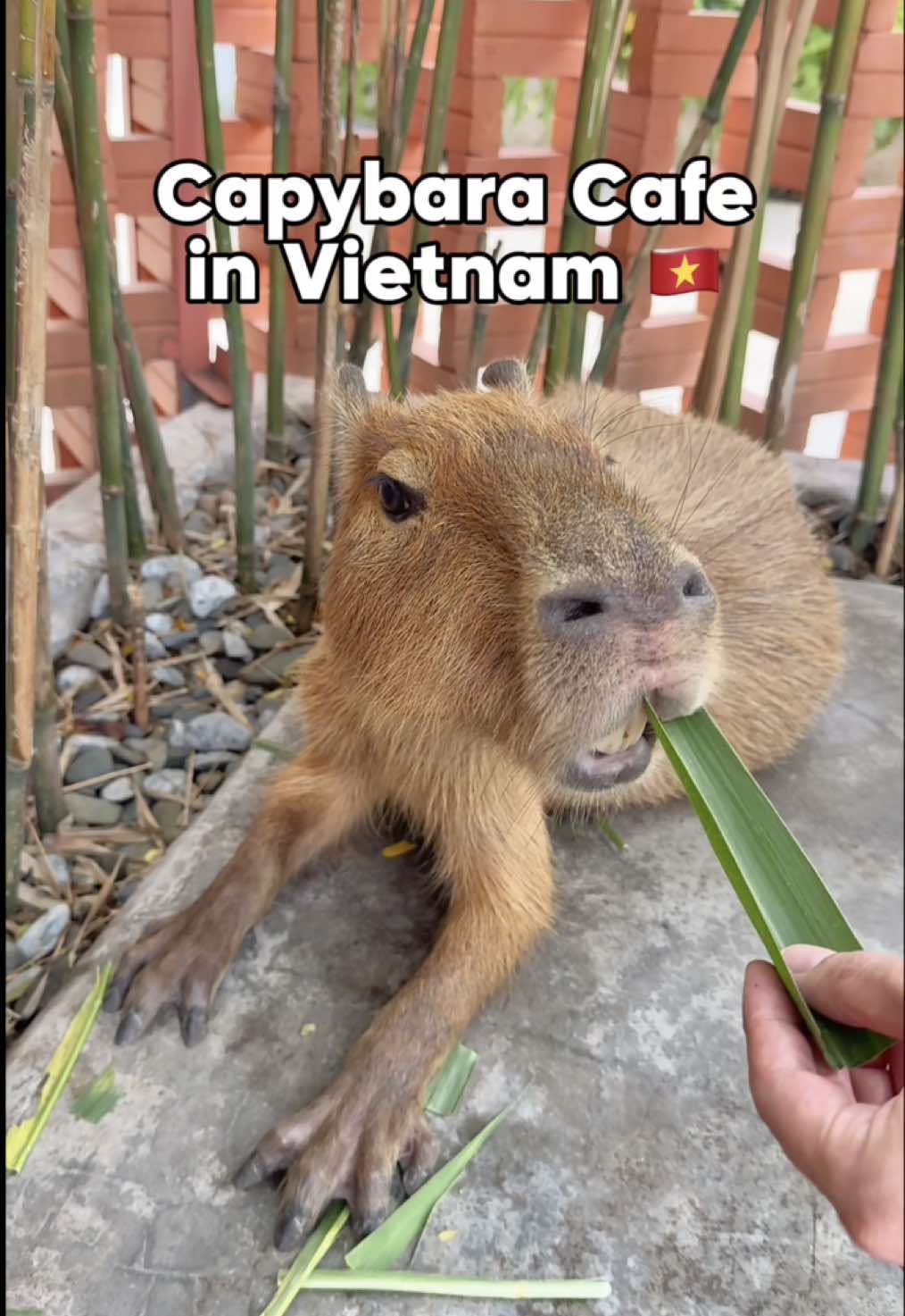 Jubilee Eats, Saigon River
