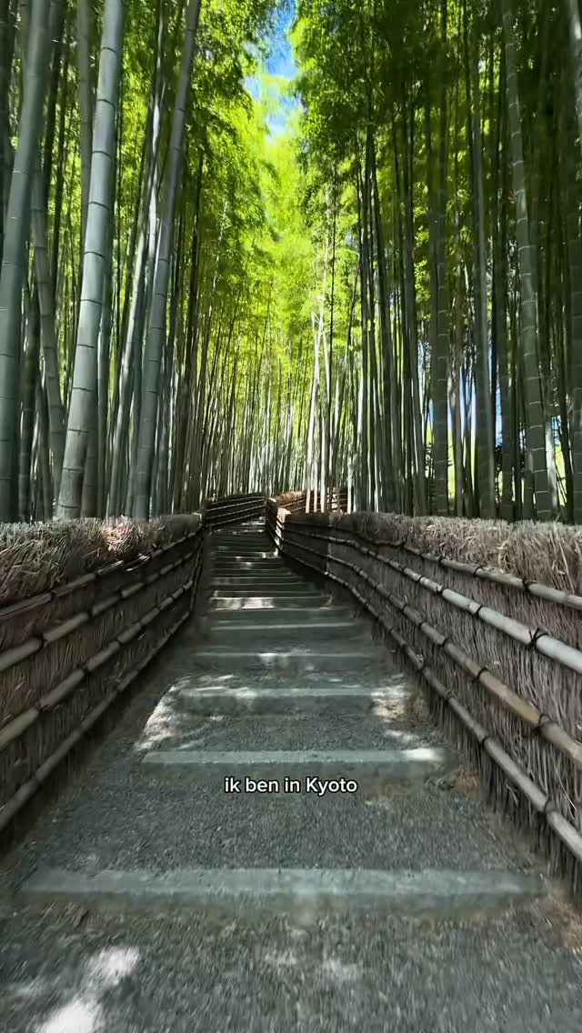 Mara Reijnen, Arashiyama Bamboo Forest