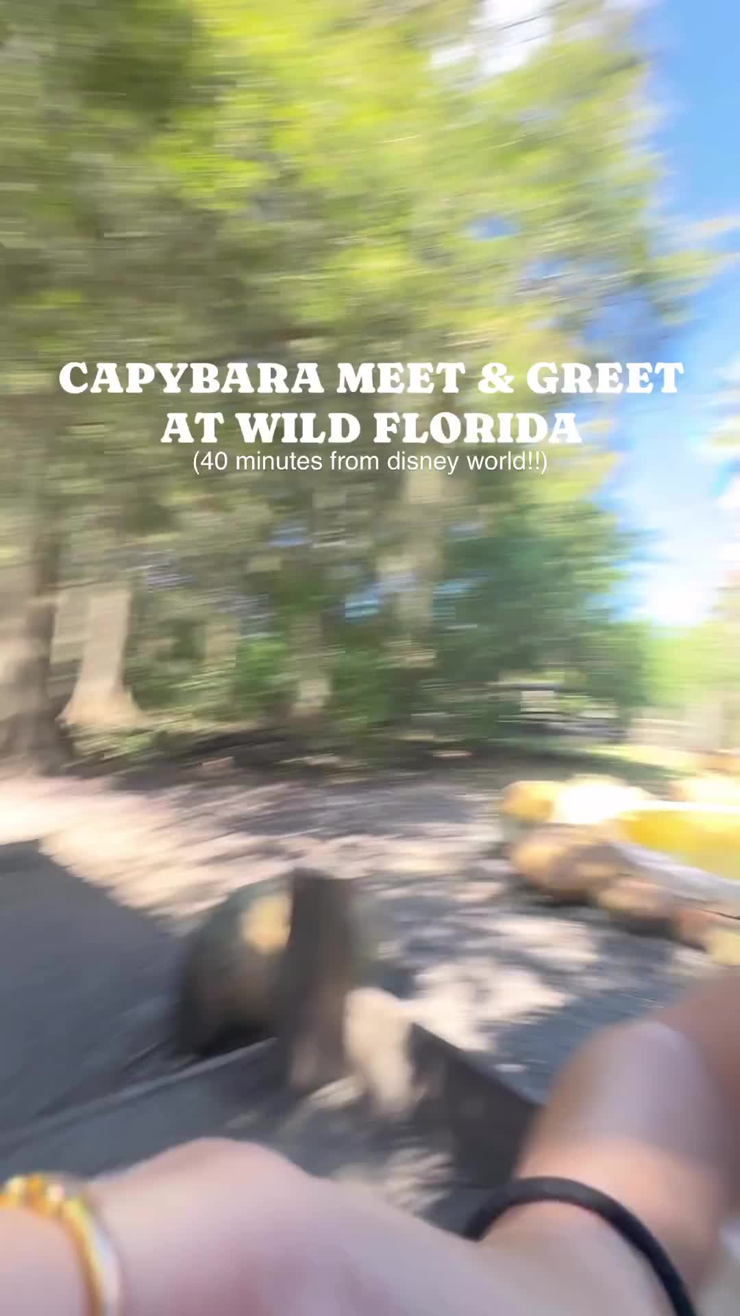 Wild Florida, Wild Florida Drive-thru Safari Park