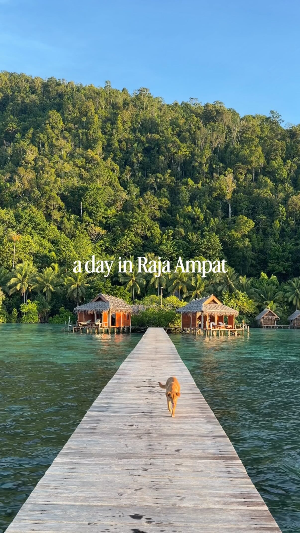 Dimsum et camembert, Raja Ampat Regency