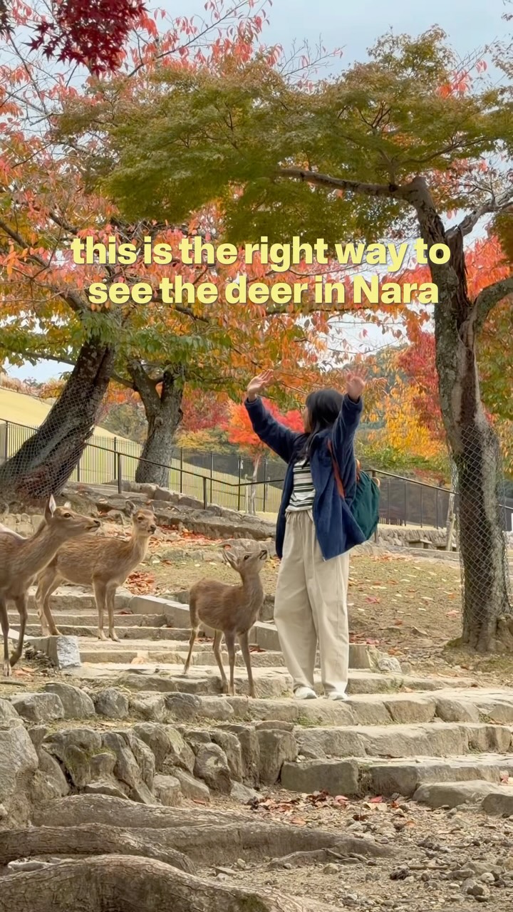 Gia Let’s Travel | Giashin, Nara Park