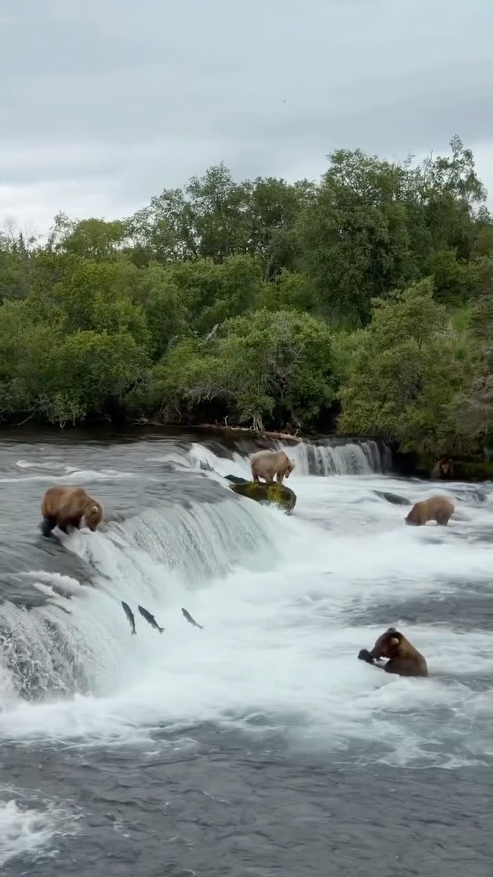 Tanya 🌎 Family Adventures & Hidden Gems in California! 🚗✨, Katmai National Park and Preserve