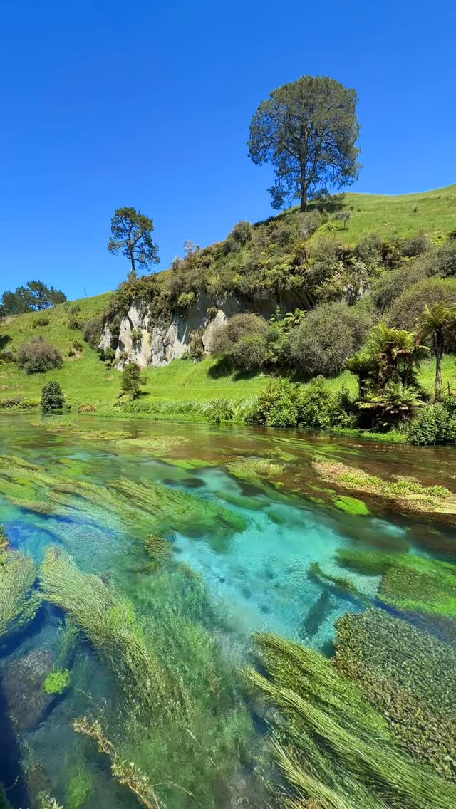 Mark Burstein, Blue Spring (Te Waihou Walkway). Leslie Road entrance is closed.