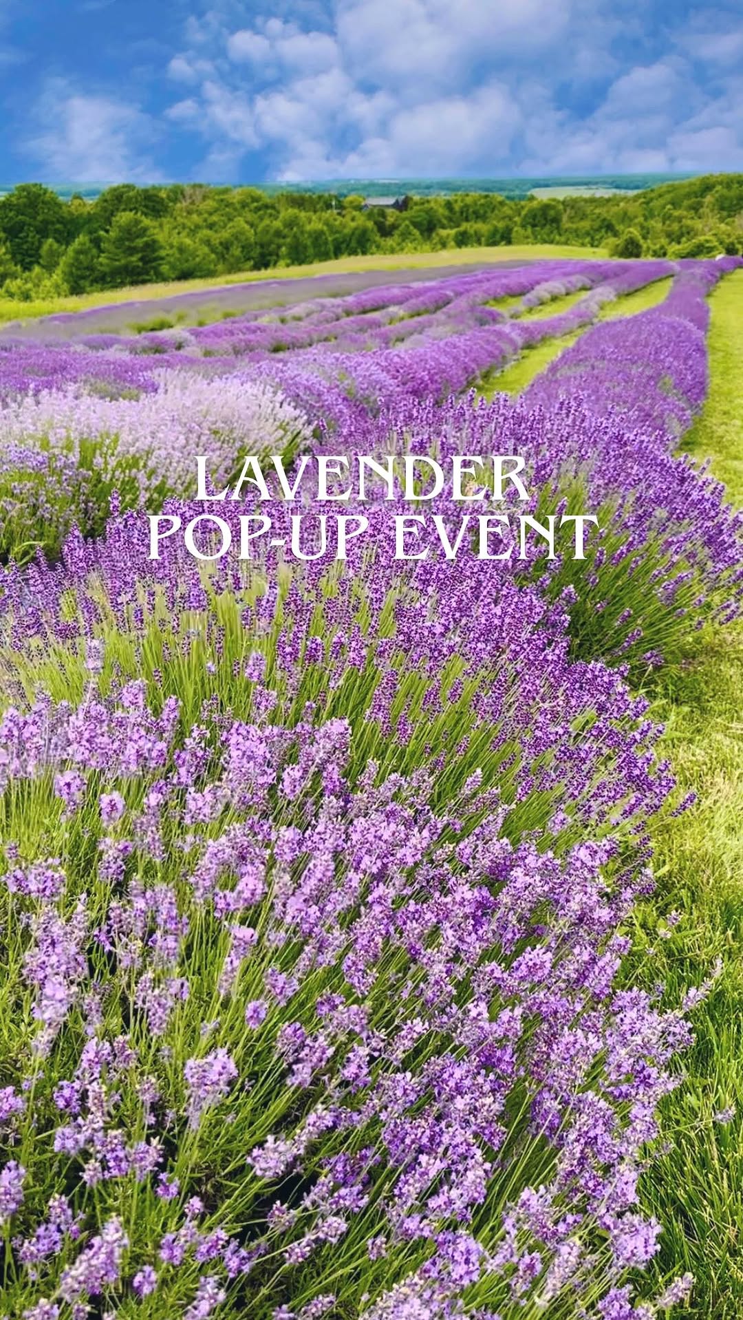 Katherine Palumbo, Purple Hill Lavender