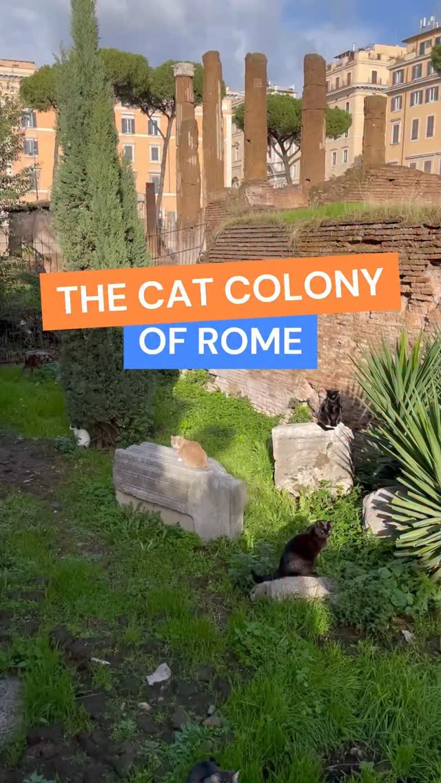 Live Virtual Guide | Rome, Largo di Torre Argentina
