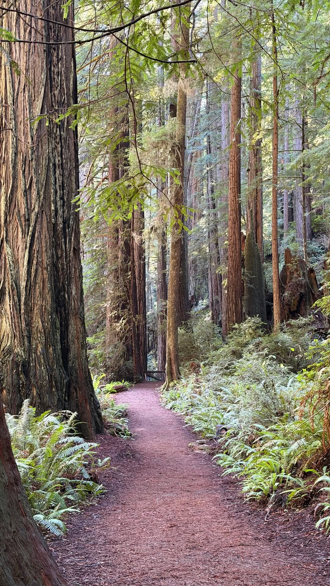 Discover California | Nature & Travel, Point Lobos State Natural Reserve