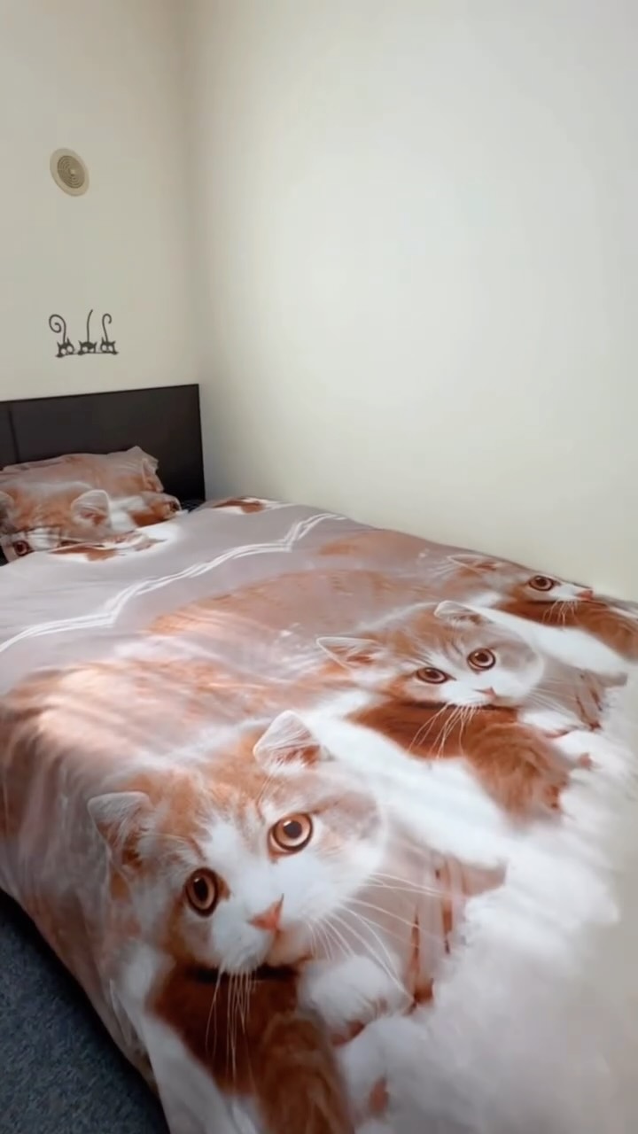 Nicole Green | Traveling Petsitter & Cat Lover, Tashirojima (Cat Island)