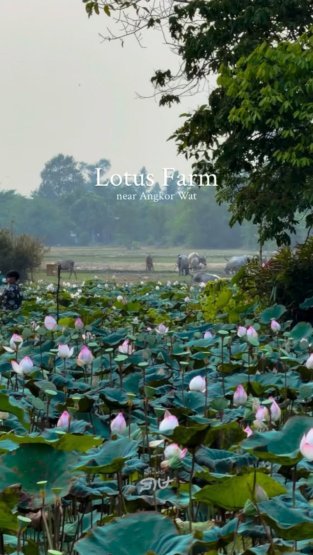 Logan, Angkor Wat