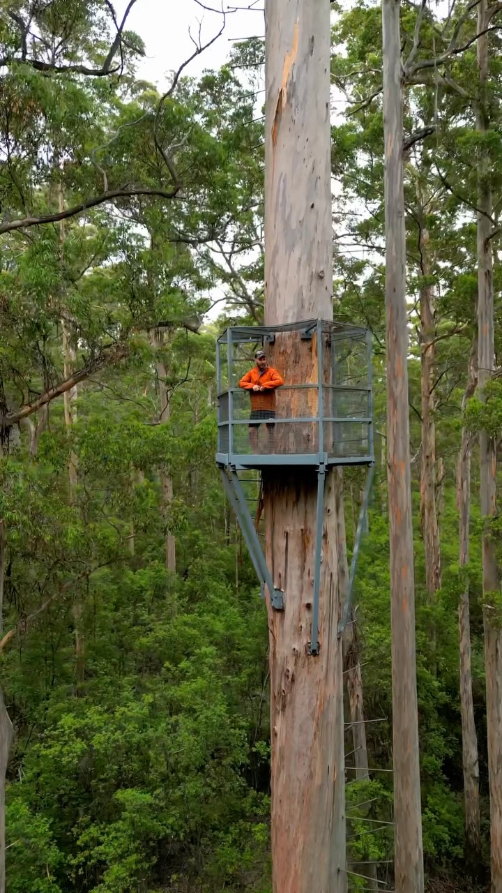 Kane J & Isabella Ellen | Western Australia + Beyond, Dave Evans Bicentennial Tree
