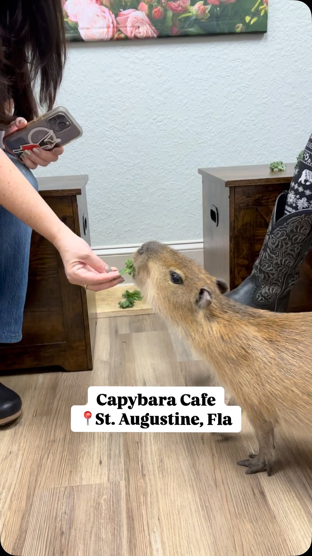 St Aug. Real Estate Broker, Capybara Cafe