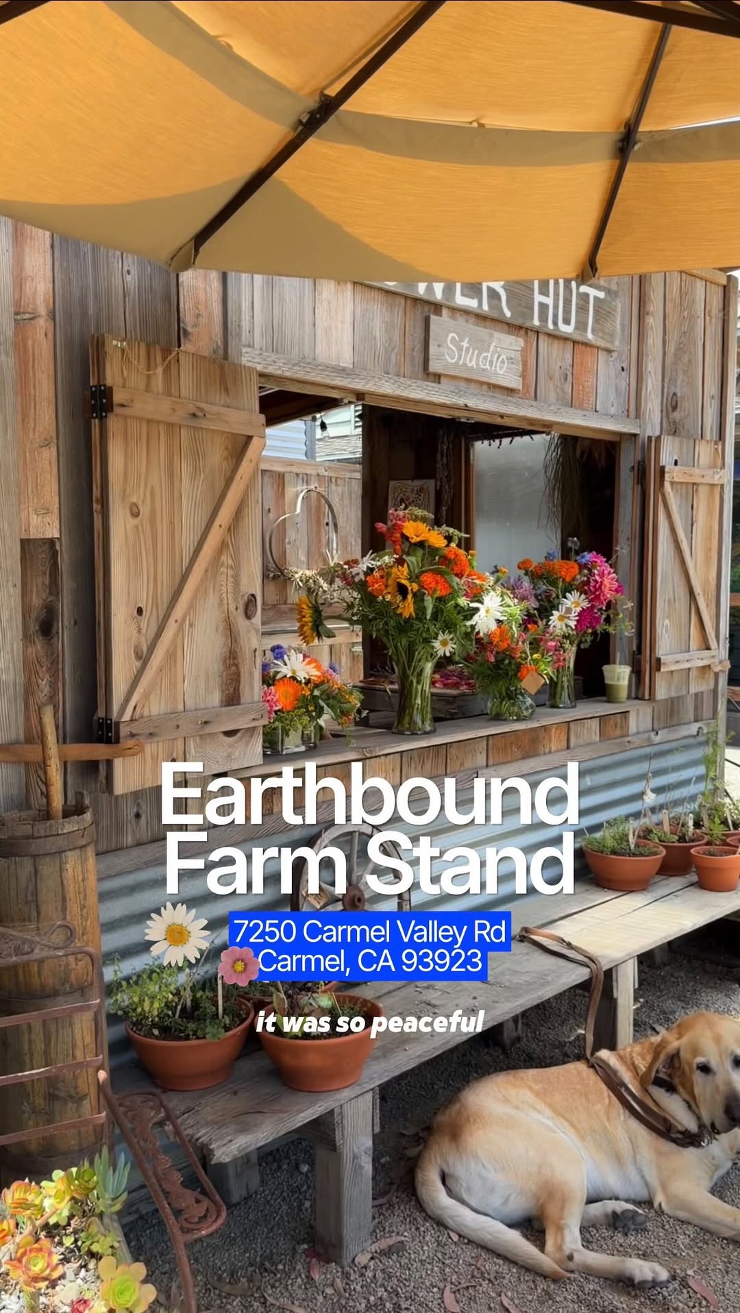 Courtney Michael, Earthbound Farm Stand