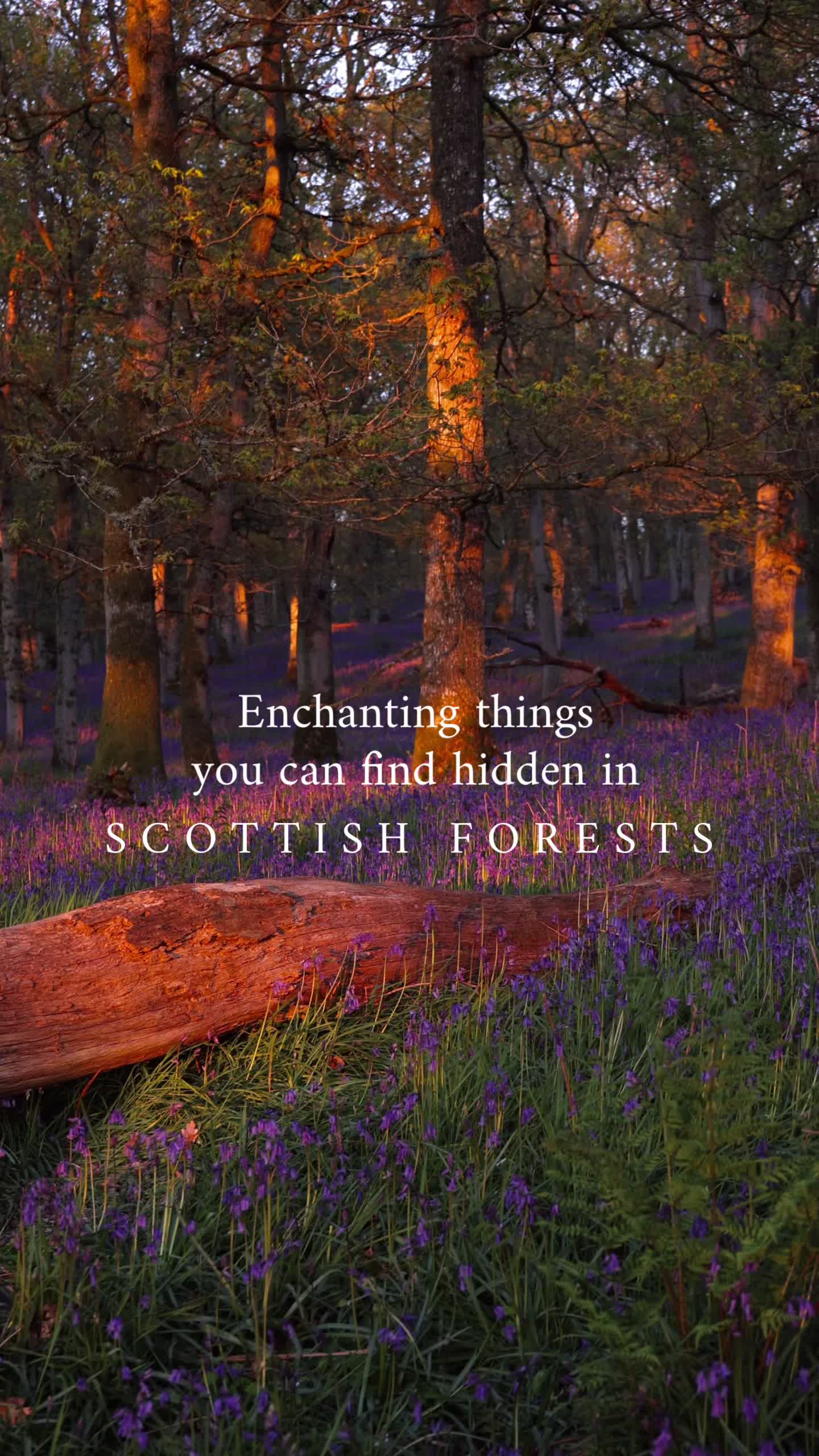 my.scottish.journal, Glamis Castle