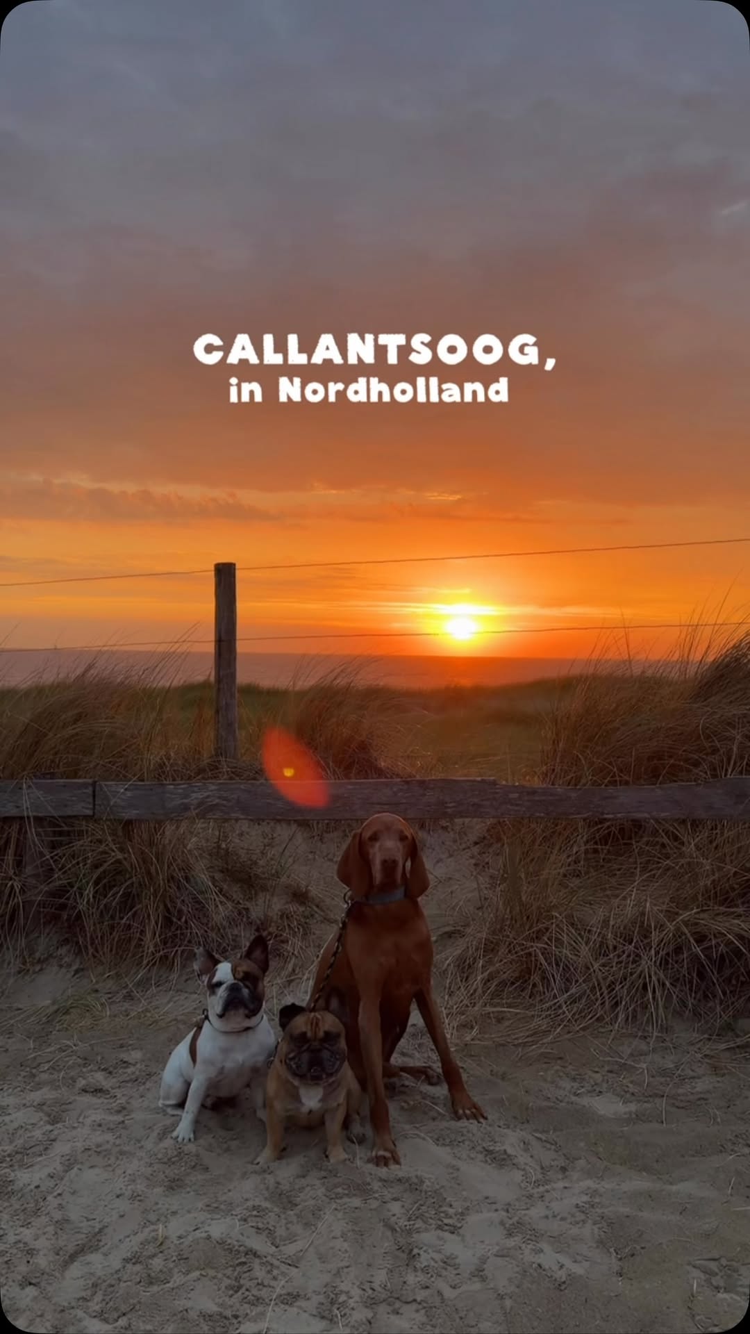 Alicia & das Frenchietrio ✨, Alkmaar