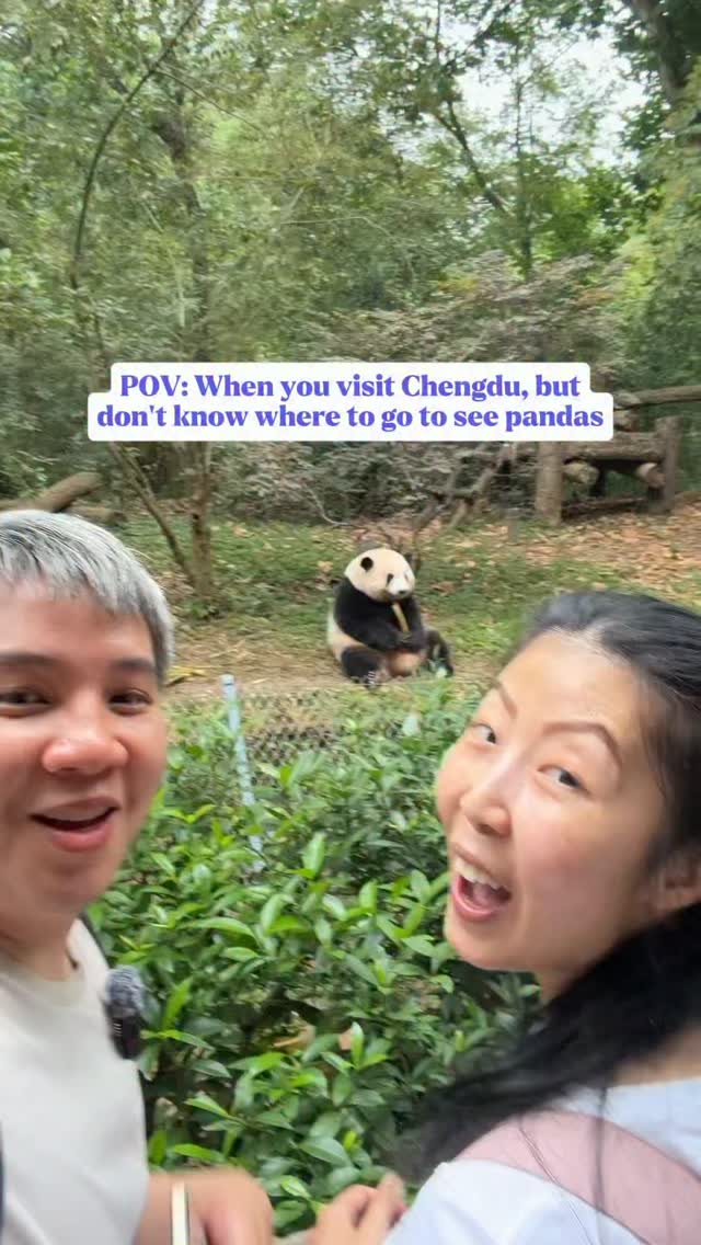Minjun and Kevin | Travel, Food & UGC Creator, Chengdu Research Base of Giant Panda Breeding