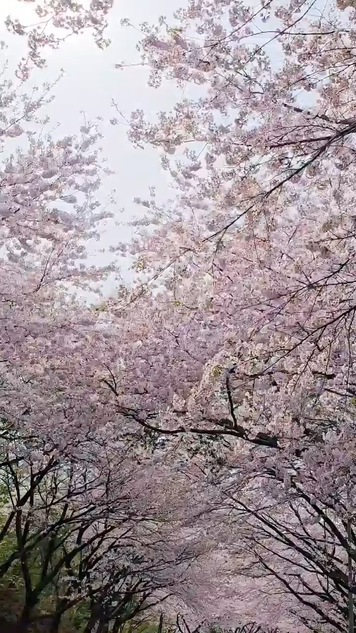 산에 올라 | 아웃도어 정보, 황령산벚꽃길