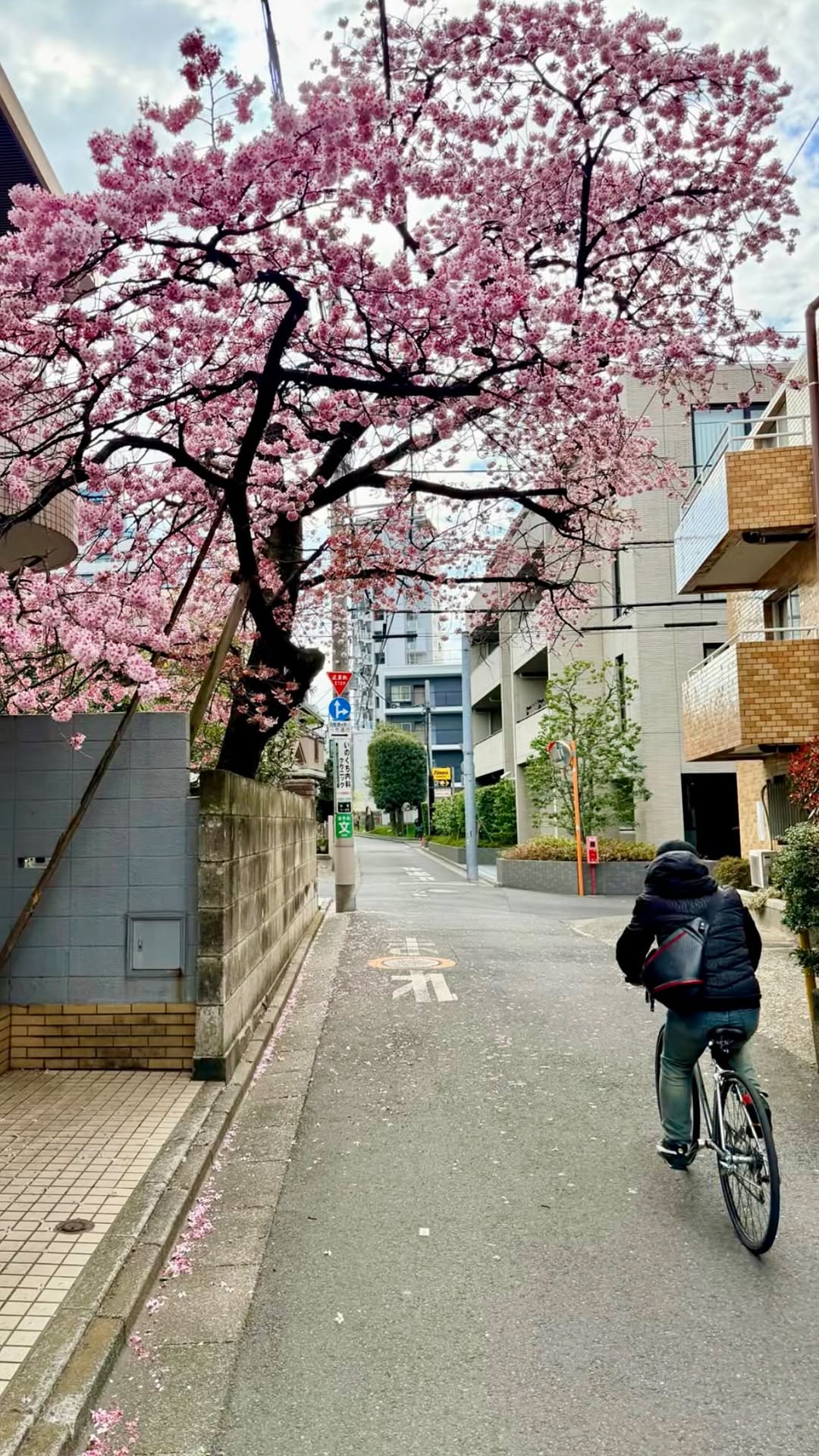 Nate Thompson, Tsukiji Outer Market