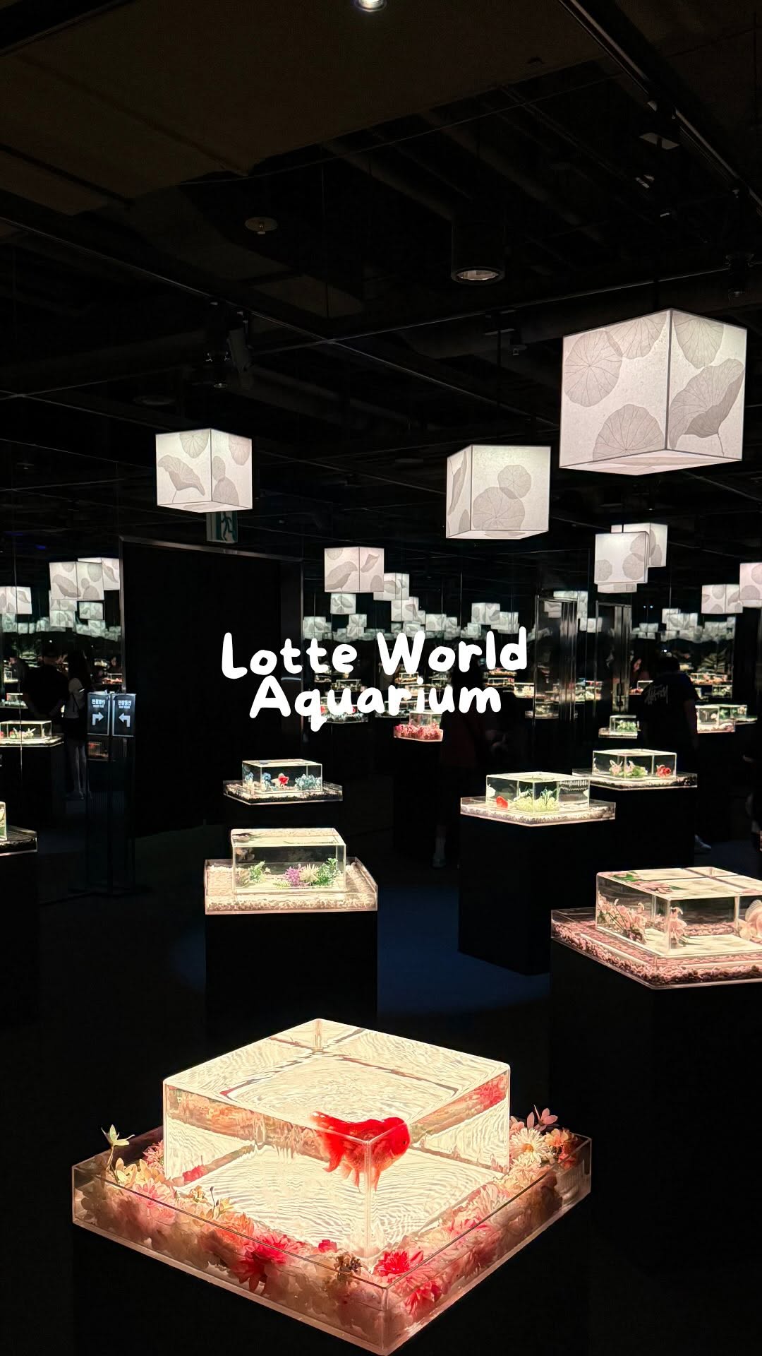 icedwhite.com, LOTTE WORLD AQUARIUM