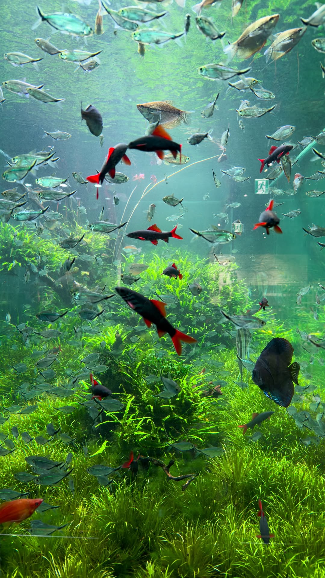 Visit Seoul, LOTTE WORLD AQUARIUM
