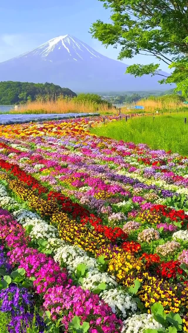 Wonderful Places, Oishi Park