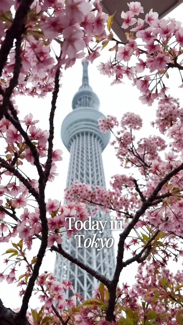 Travel & Lifestyle Creator + Tips for The-SavvyTourist.com, Tokyo Skytree