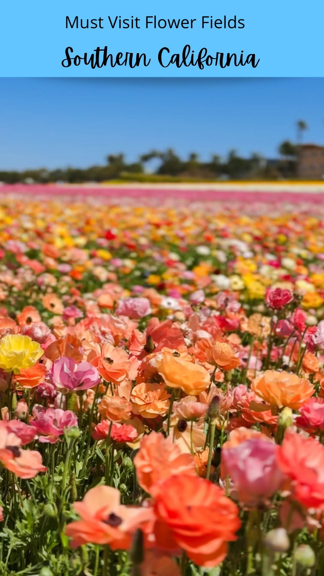 𝓙𝓪𝔃 ✈️ Orange County • California | Travel With a 9-5, The Flower Fields