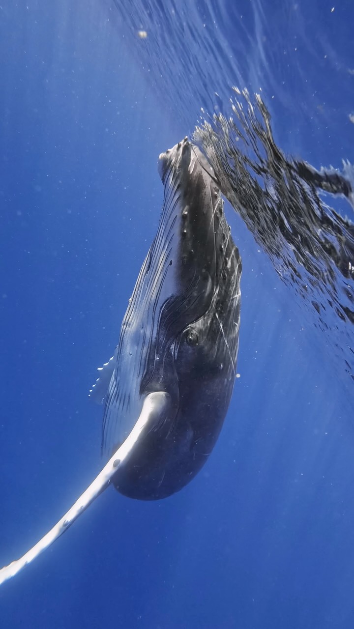 Finn Baillie, Tonga