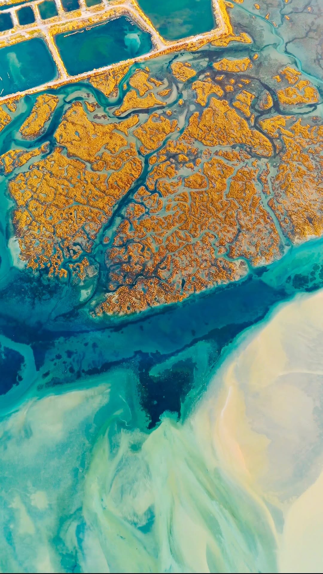 Kamran Thomas, Parque Natural da Ria Formosa