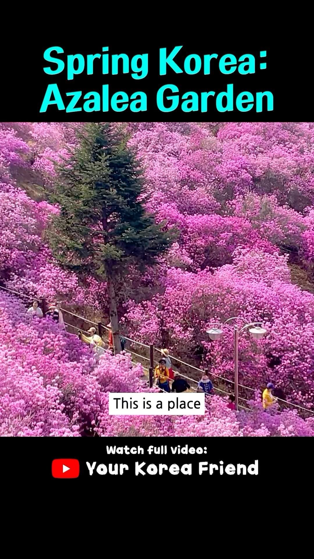 Your Korea Friend, Jindallae Dongsan (Azalea Hill)
