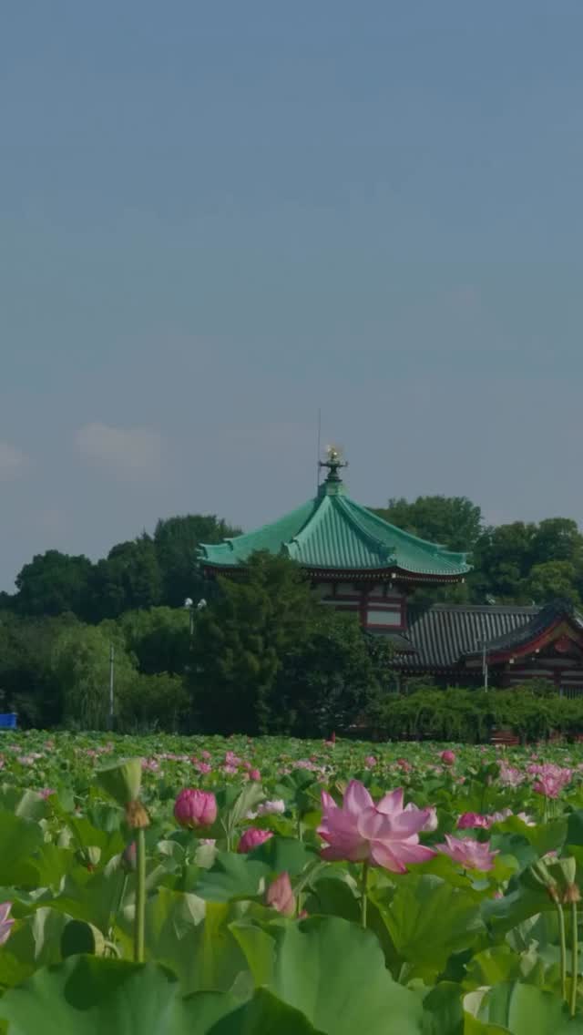 Tokyo Tokyo, Ueno Park