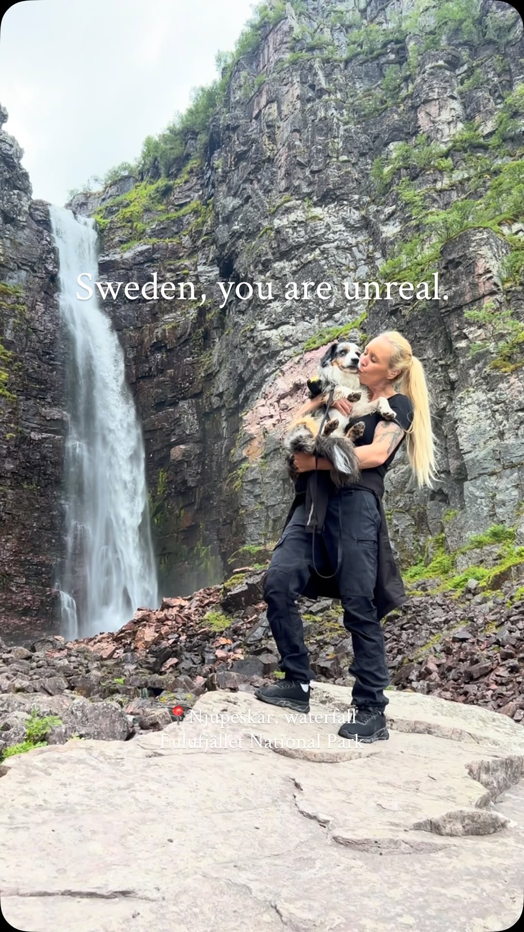 Keeper 🩵 Miniature American Shepherd, Fulufjället National Park