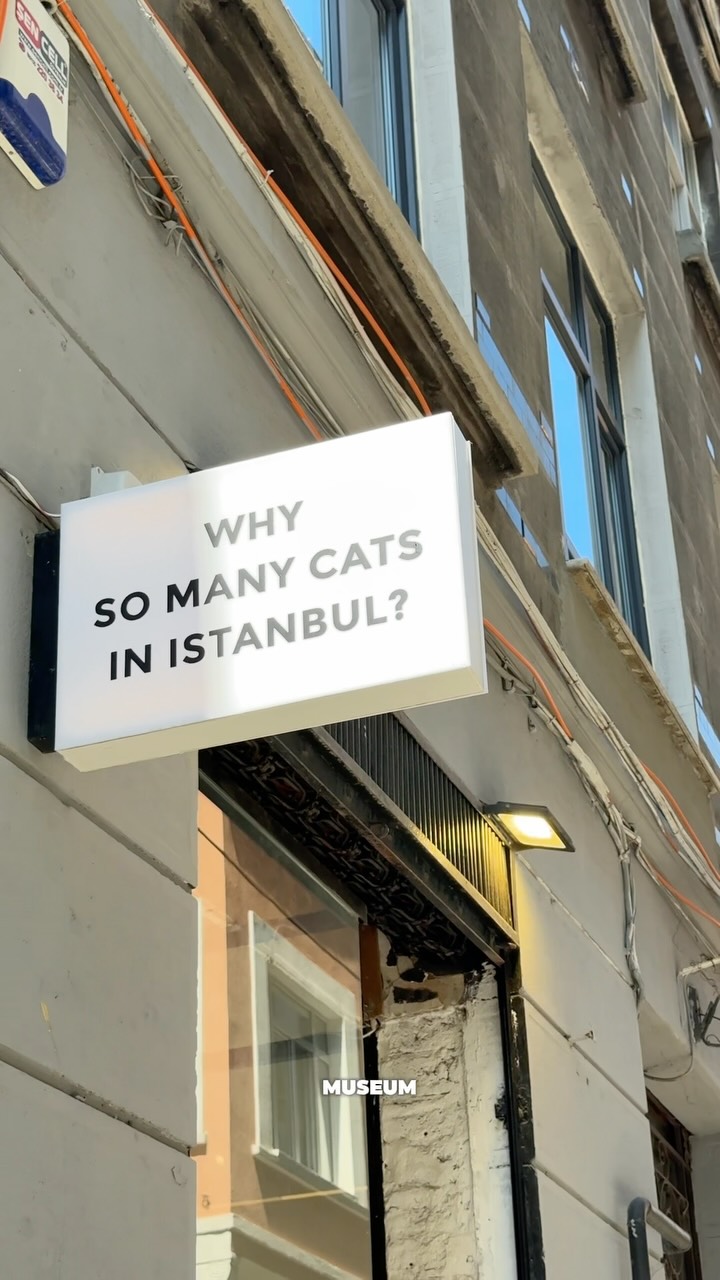 amrg.ali, Cat Museum Istanbul
