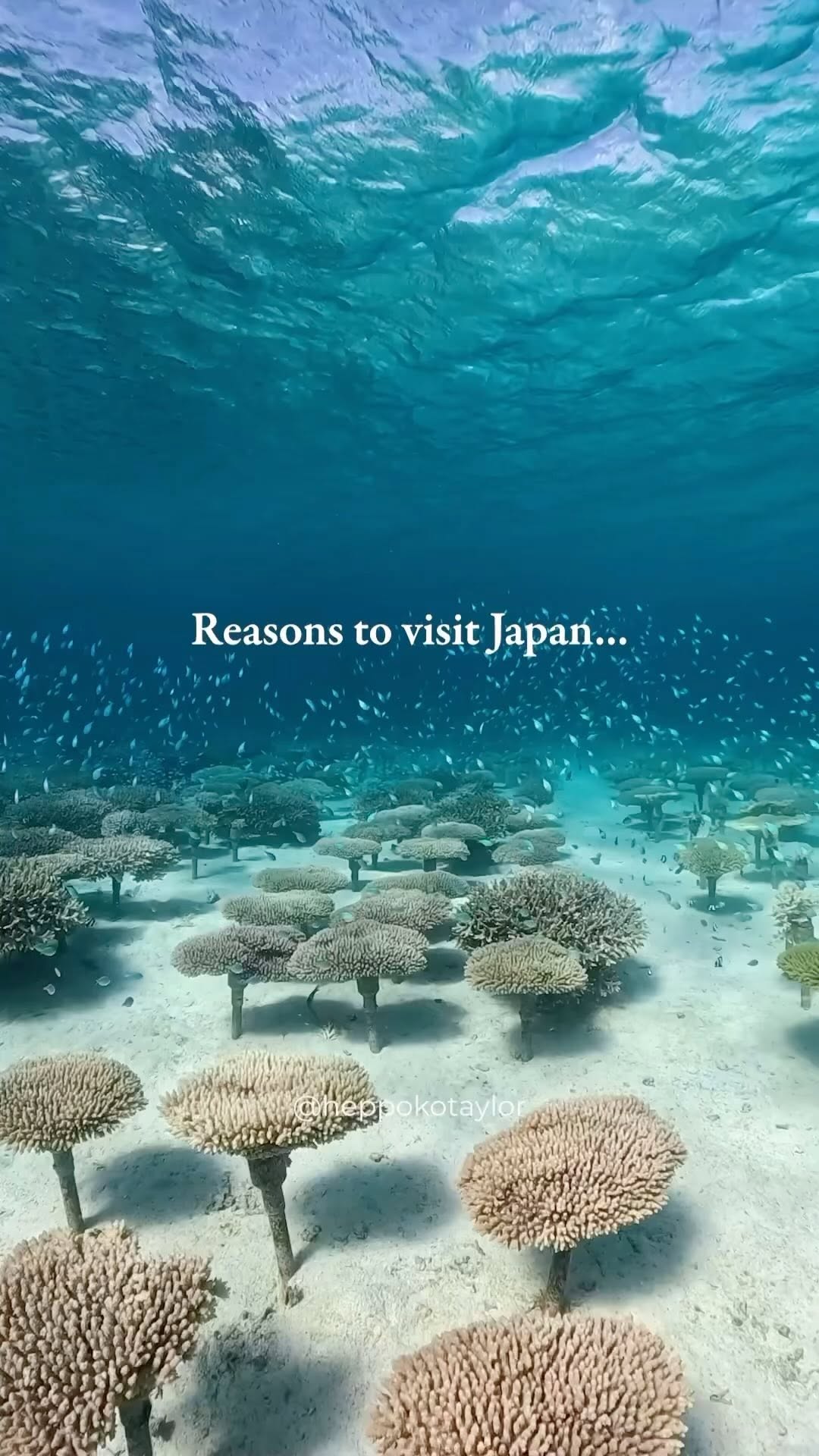 ケビンの台所, Hitachi Seaside Park
