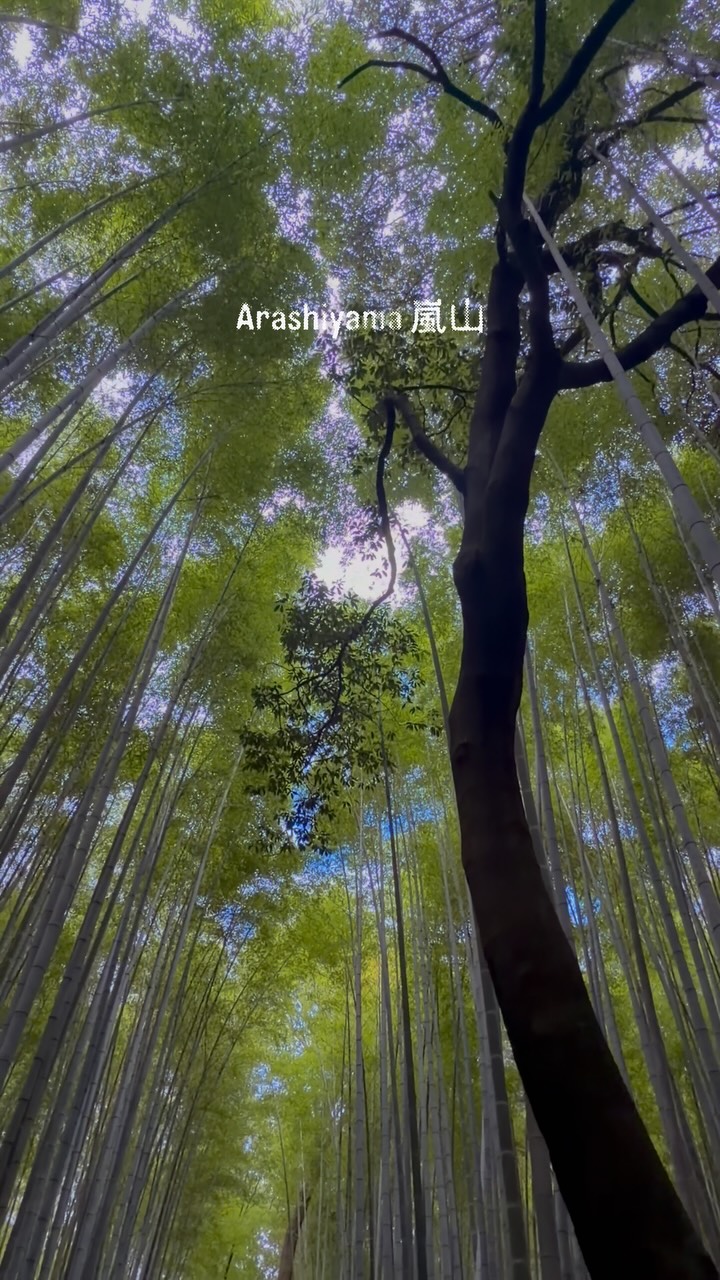 𝓦𝓪𝓼𝓲𝓶, Arashiyama Bamboo Forest
