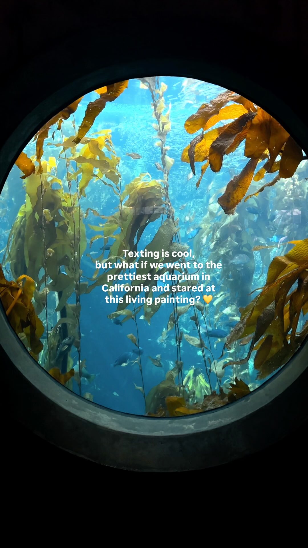 Giselle, Monterey Bay Aquarium