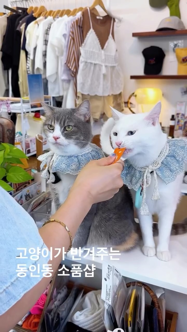 peace:) 대구 카페ㆍ대구 여행ㆍ공간, 팝업, 전시, 맛집, 노웍스커피