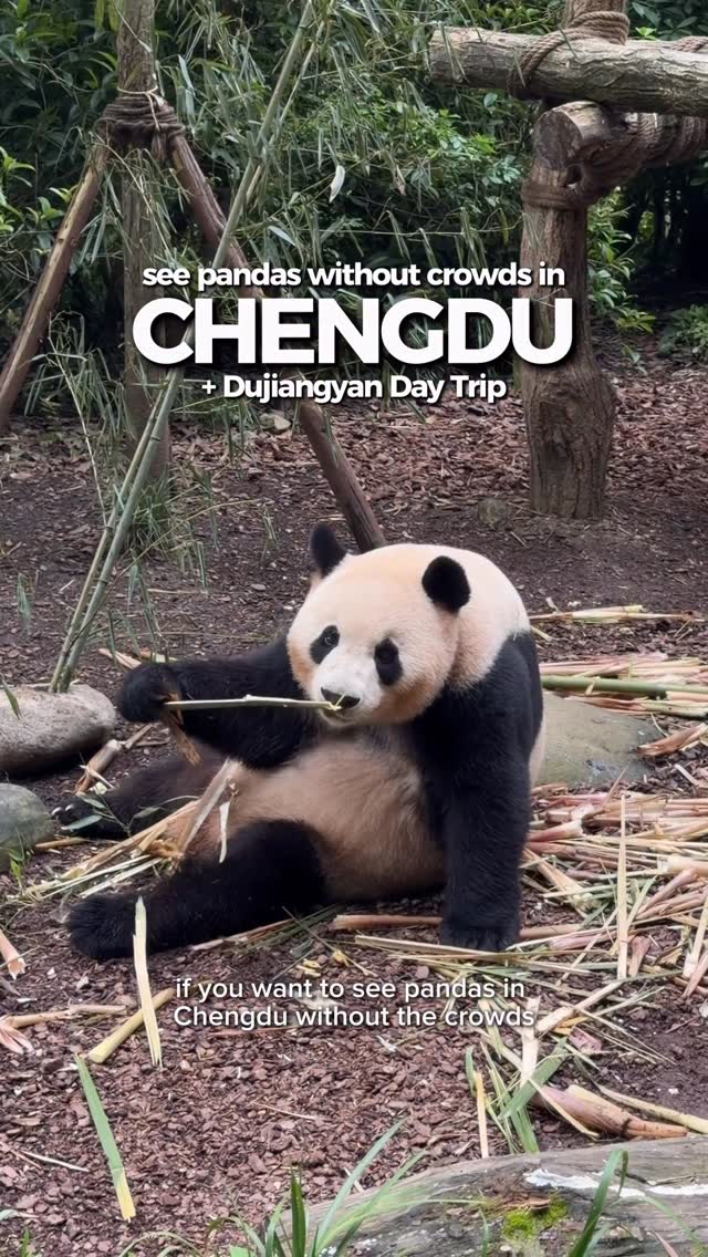 Jennifer Tirok, Chengdu Research Base of Giant Panda Breeding