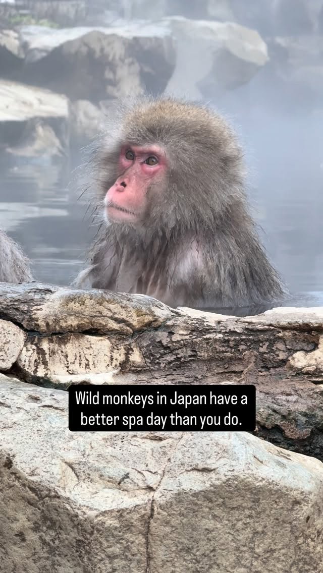 VisitJapaneseOnsen, Snow Monkey Park (Jigokudani Yaen Koen)