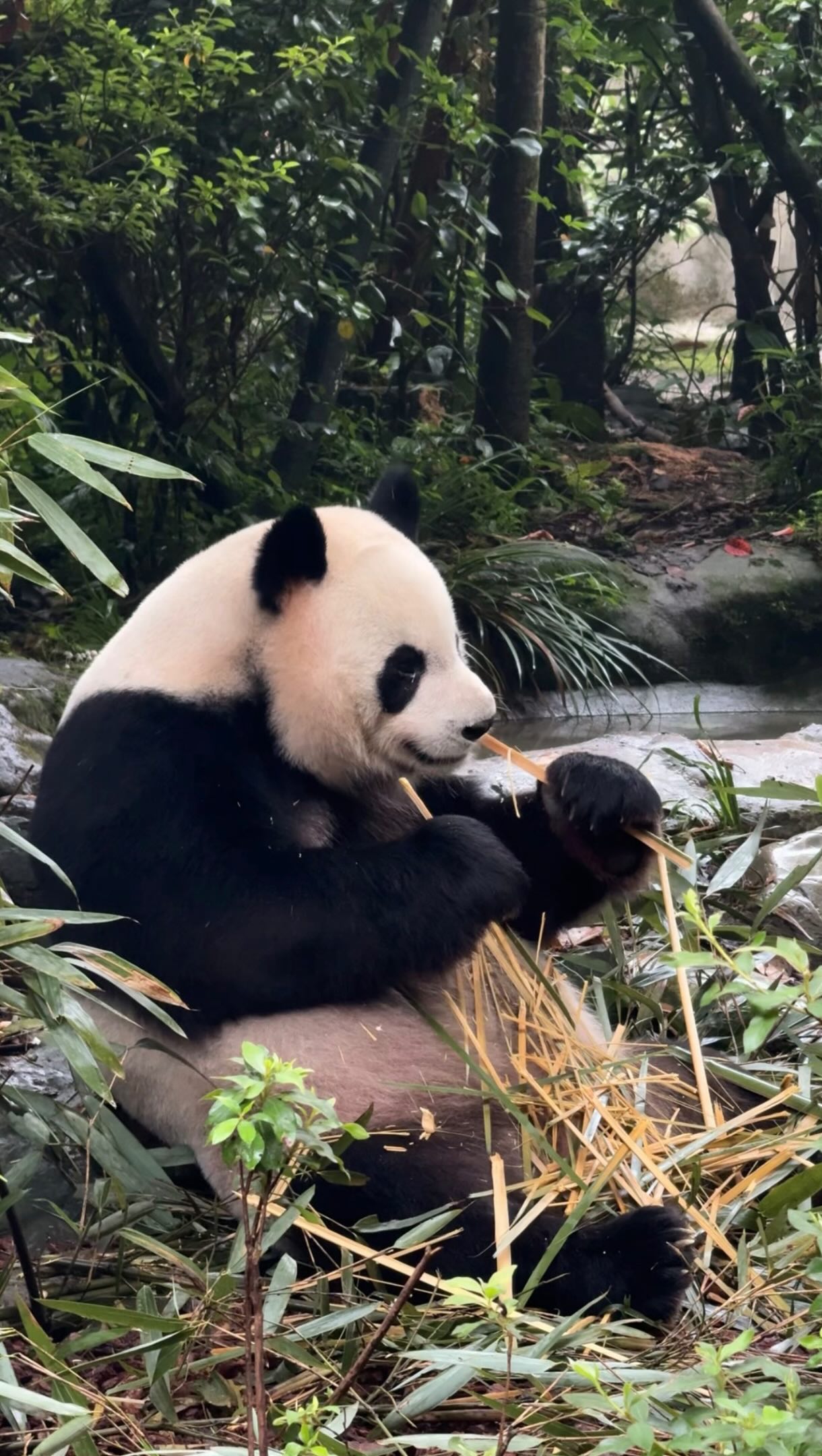Sara | Travel & Lifestyle Content Creator in China🇨🇳| UGC, Dujiangyan Irrigation System