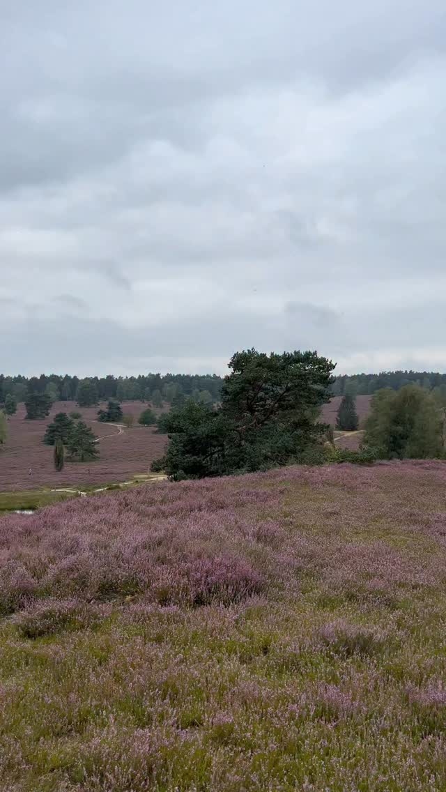 Küstenherz - Ausflugsziele für den Norden, Lüneburg Heath