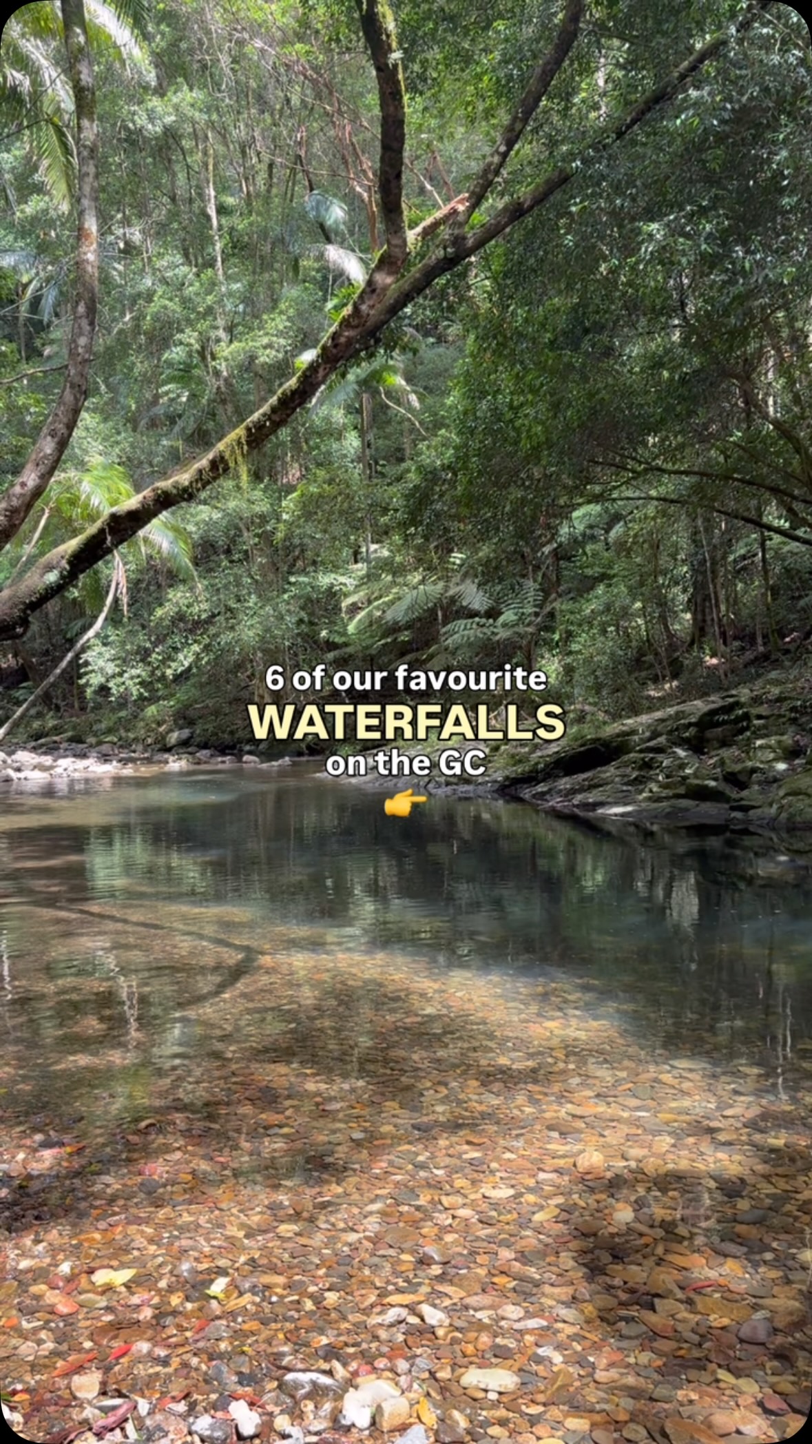 GC Wandering | Gold Coast Guide, Curtis Falls Walking Track