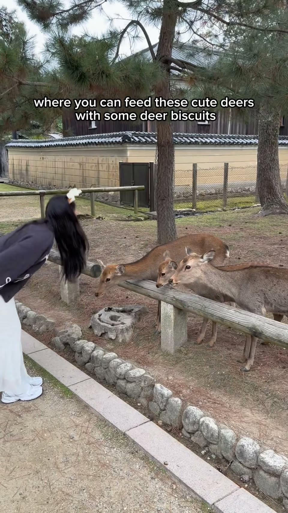itsgracechin, Nara Park