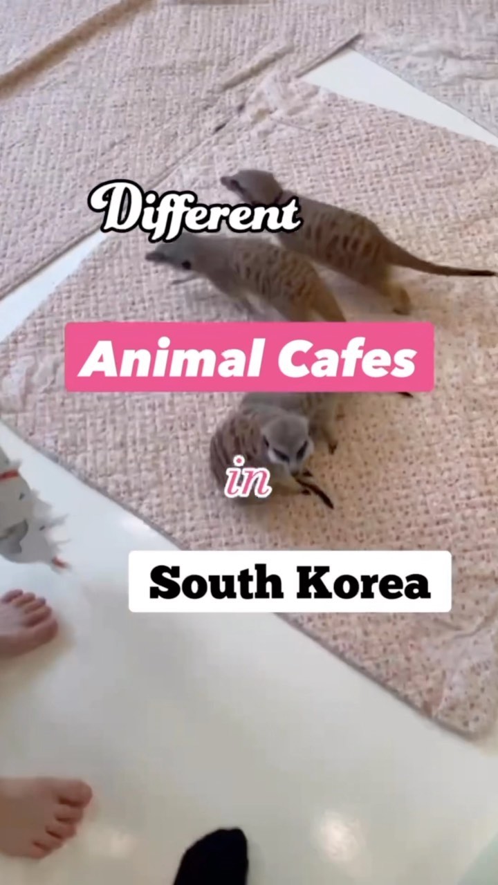 JEENIE, Thanks Nature Cafe