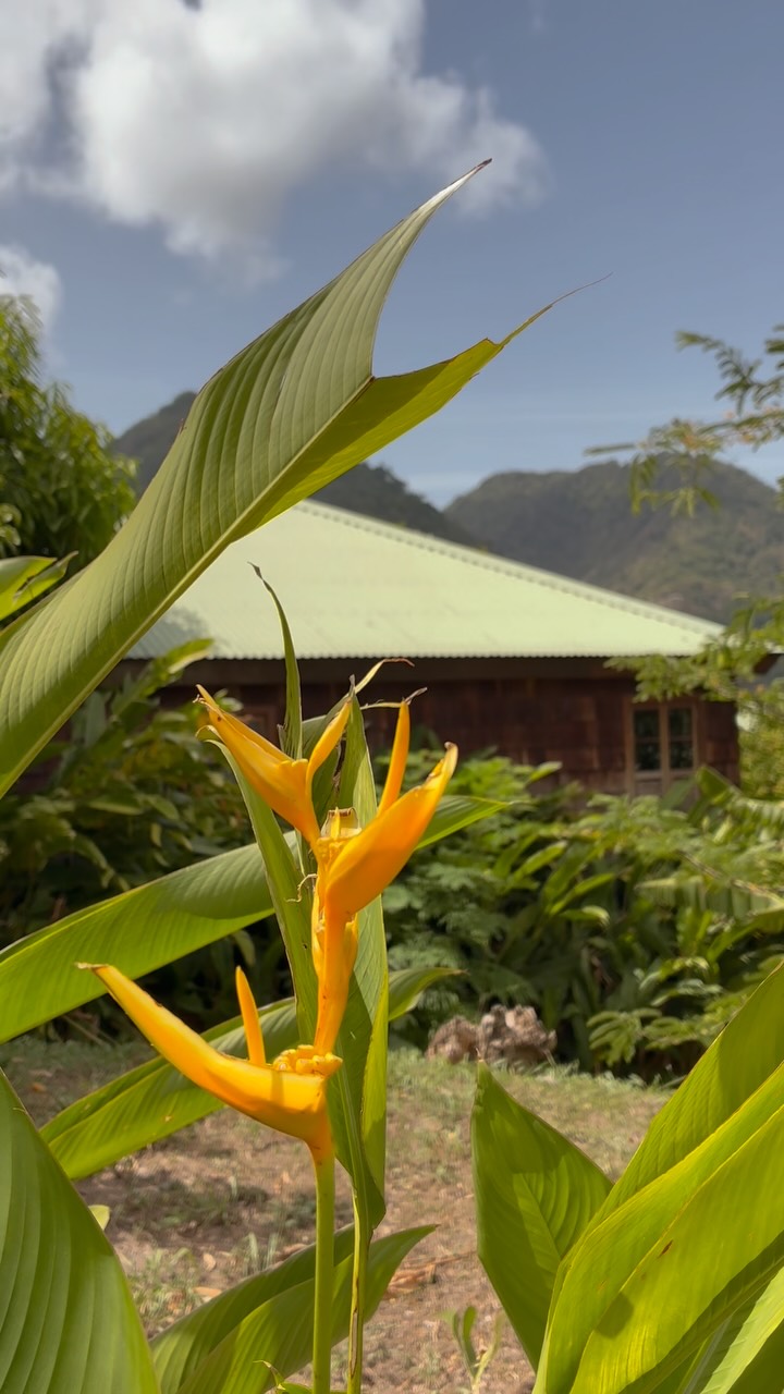 JUNGLE BAY DOMINICA, Dominica