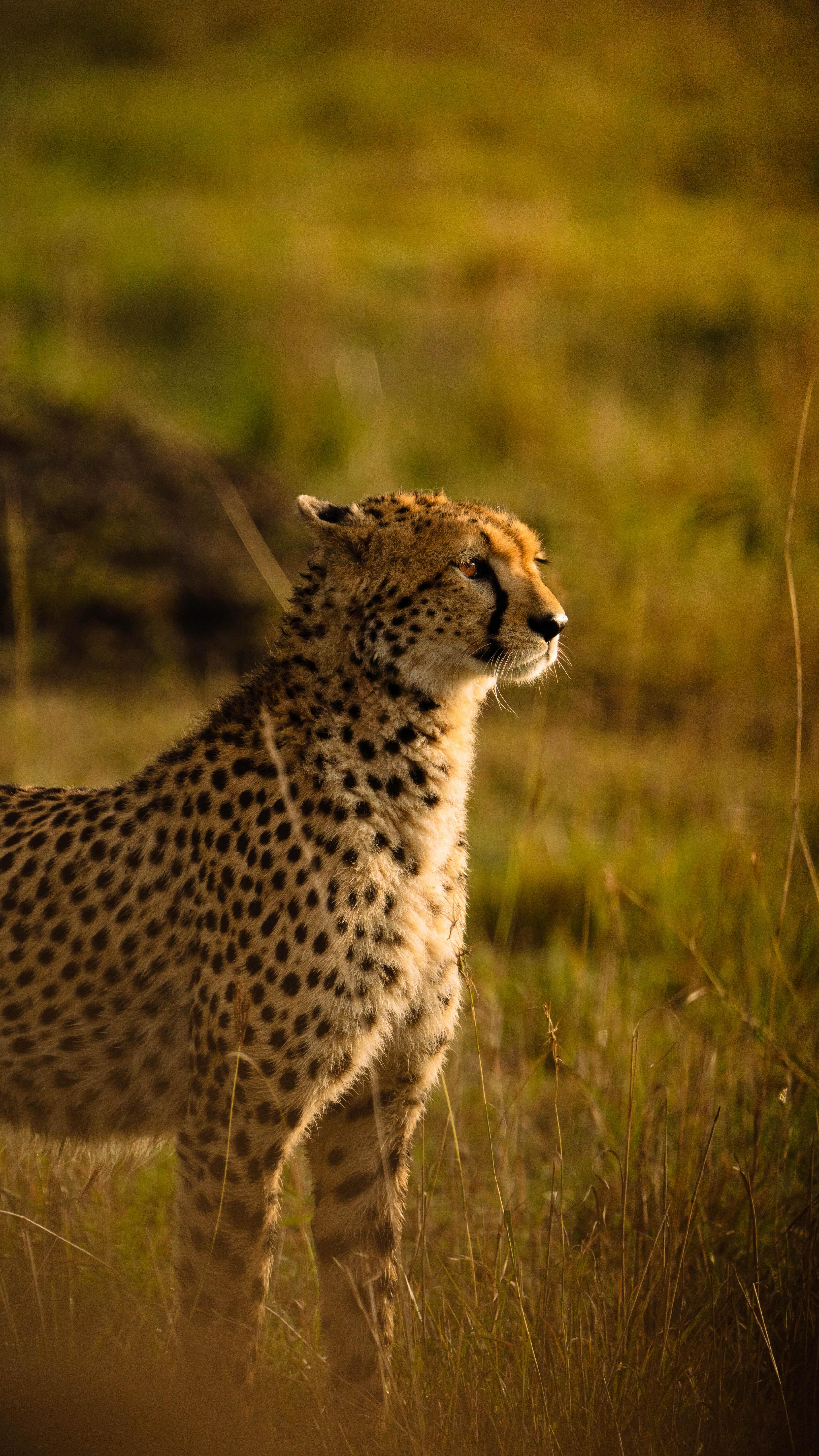 890 Expeditions, Chobe National Park