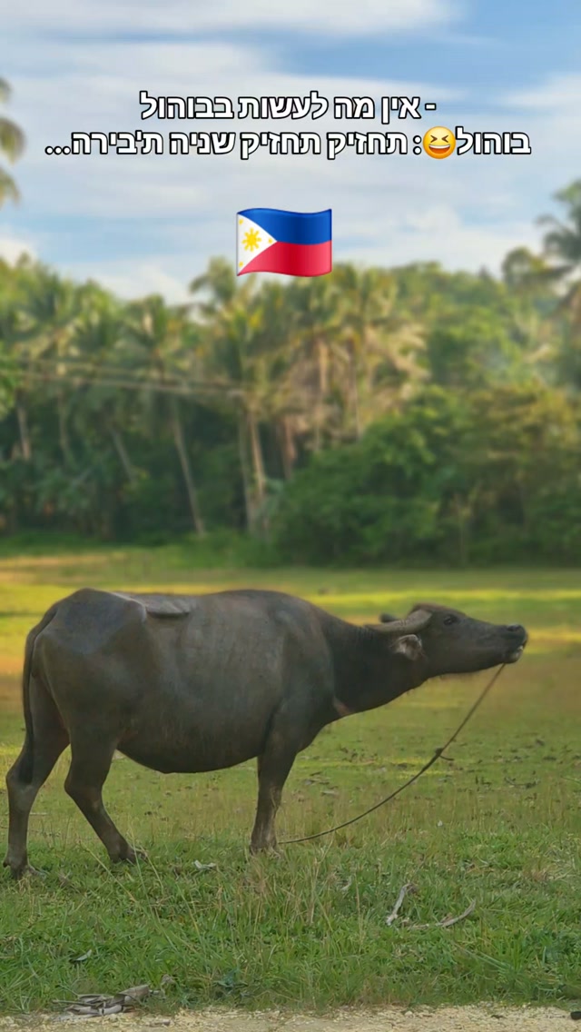 Yosef, Chocolate Hills