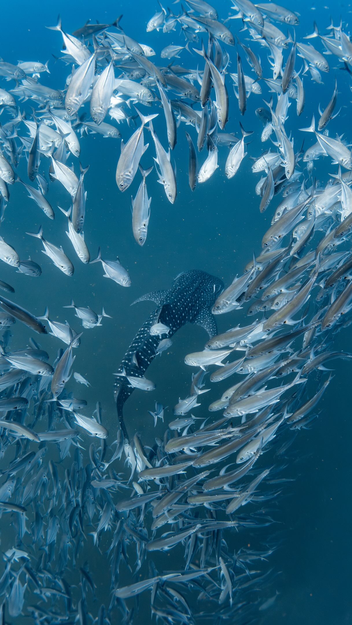 Ella | Ocean Photographer, Ko Tao