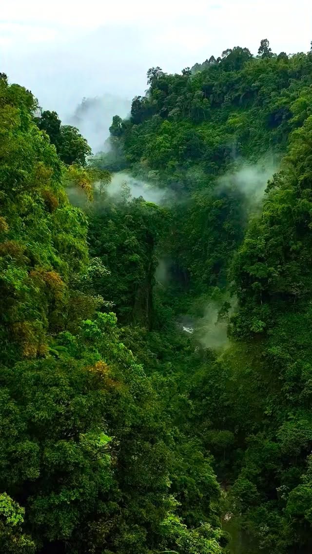Boss On The Paradise, Doi Inthanon National Park